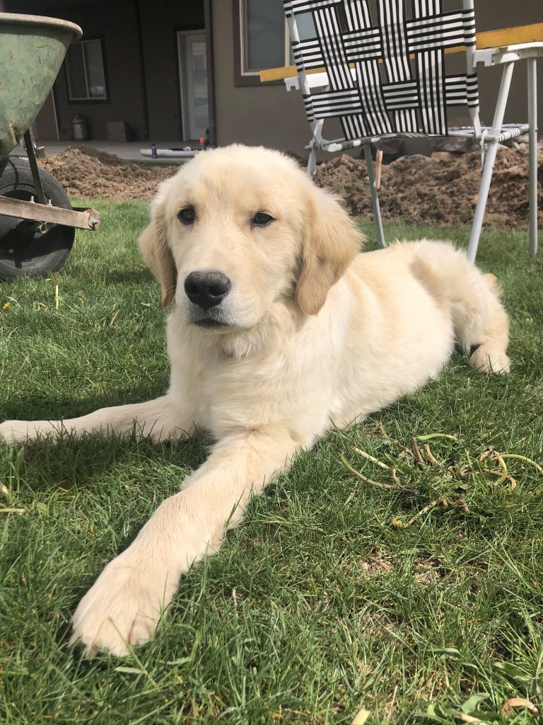 Why is my dog eating its own feces?